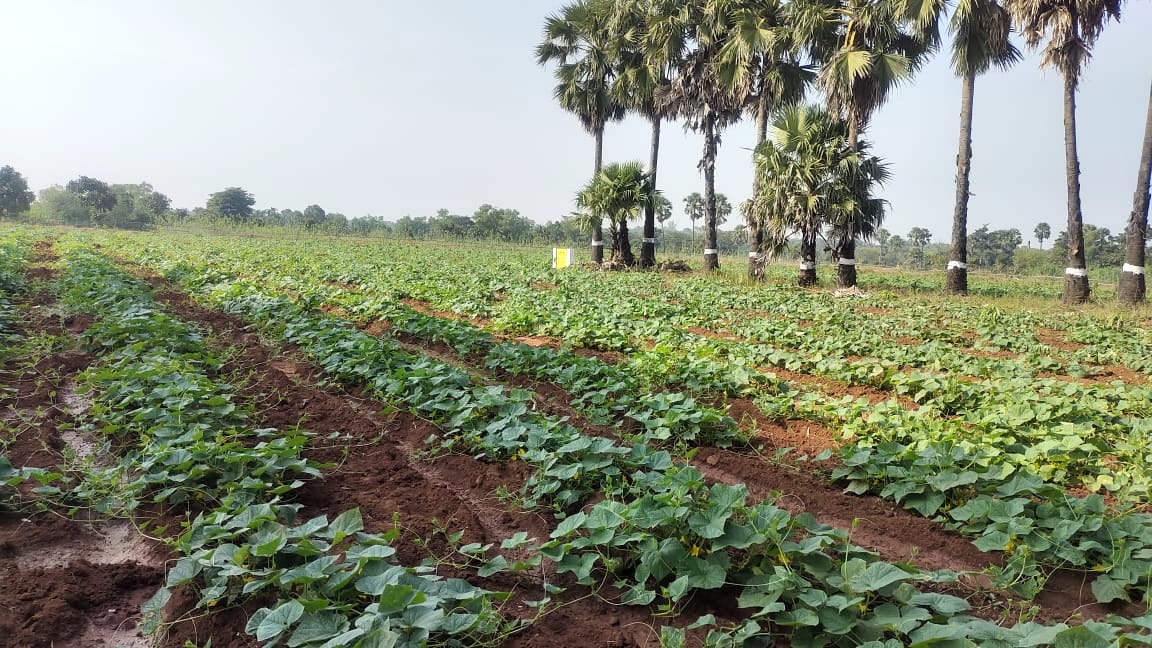 Mahatma Gandhi NREGS